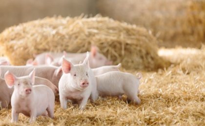 a group of piglets stand in straw with a bale of straw behind them